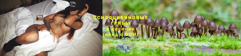 Псилоцибиновые грибы Psilocybine cubensis  купить  цена  Ессентуки 